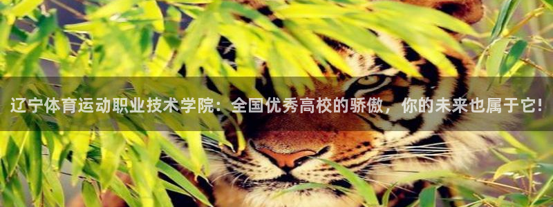 vsport体育官网下载